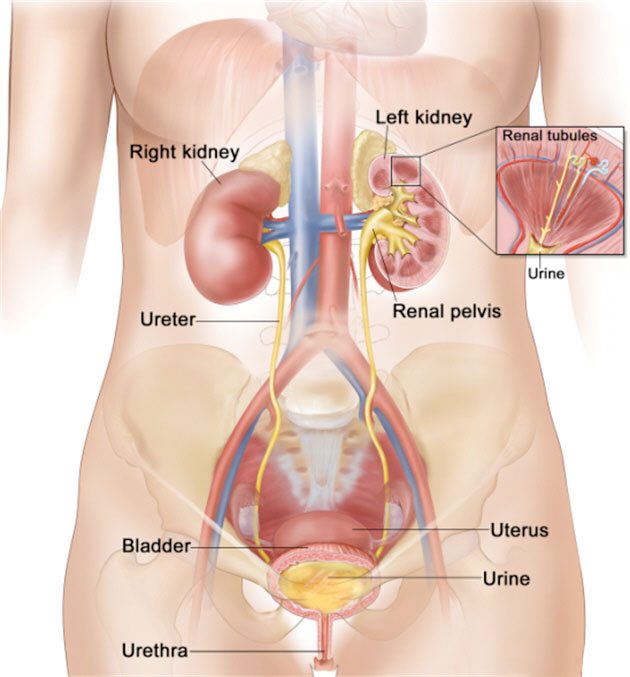 kidney infection augmentin 875mg